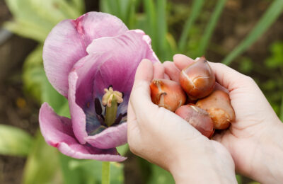 Échange de plants et bulbes