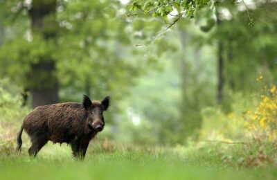 Vigilance peste porcine africaine (PPA)